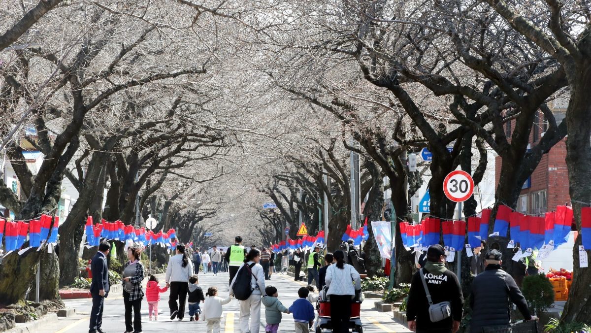 제17회 전농로 왕벚꽃 축제가 개막한 오전 제주시 전농로 모습. / 뉴스1