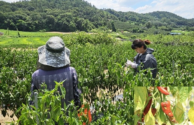고추 병해충 진단 지원