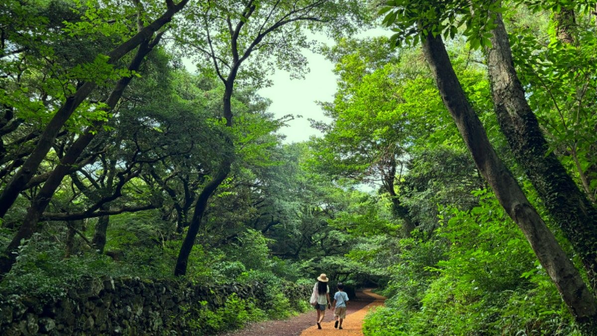 비자림. / 제주특별자치도 공식 블로그