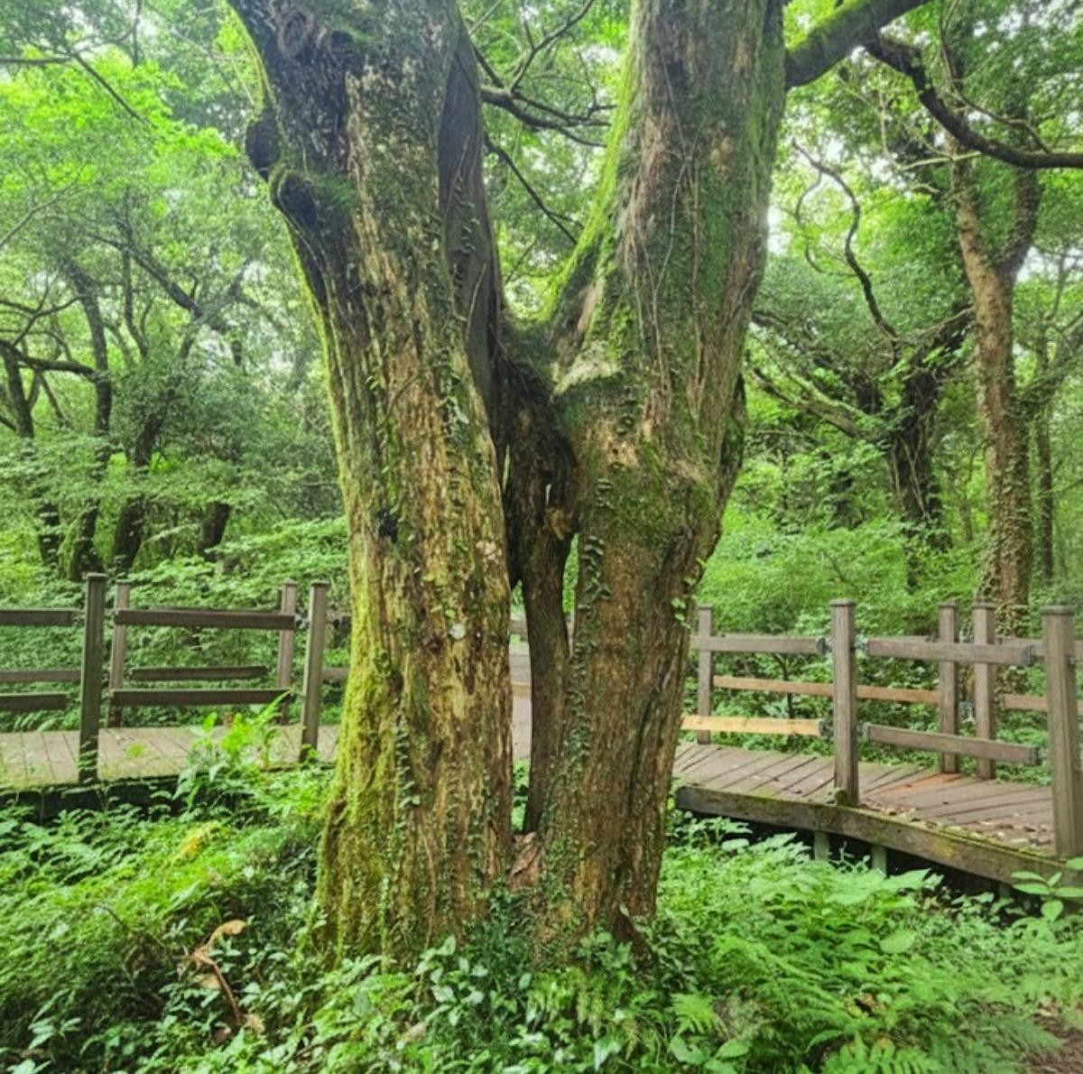 AI로 생성된 비자림 연리목의 가상 이미지로, 실제 전경과 다를 수 있습니다.