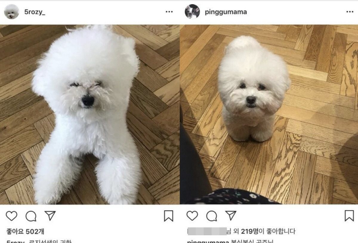 온라인 커뮤니티 갈무리.