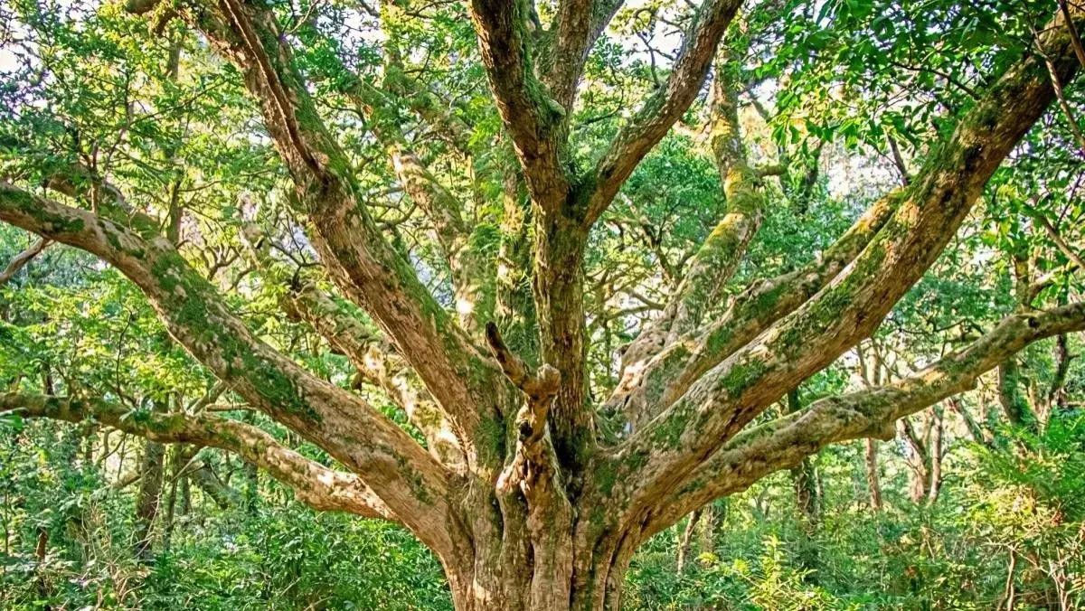 제주도 비자림 비자나무. 기사 내용 토대로 AI툴 활용해 제작한 자료사진.