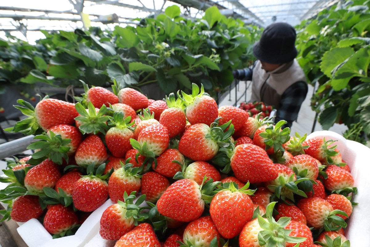 수확 중인 딸기 농가 / 뉴스1