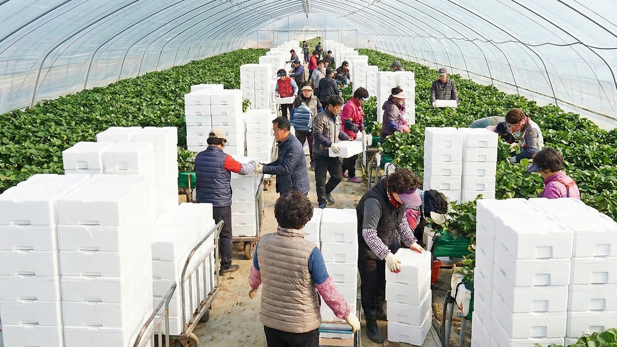 겨울 제철 과일 딸기를 수확 중인 딸기 농가 이미지 / AI 생성 이미지