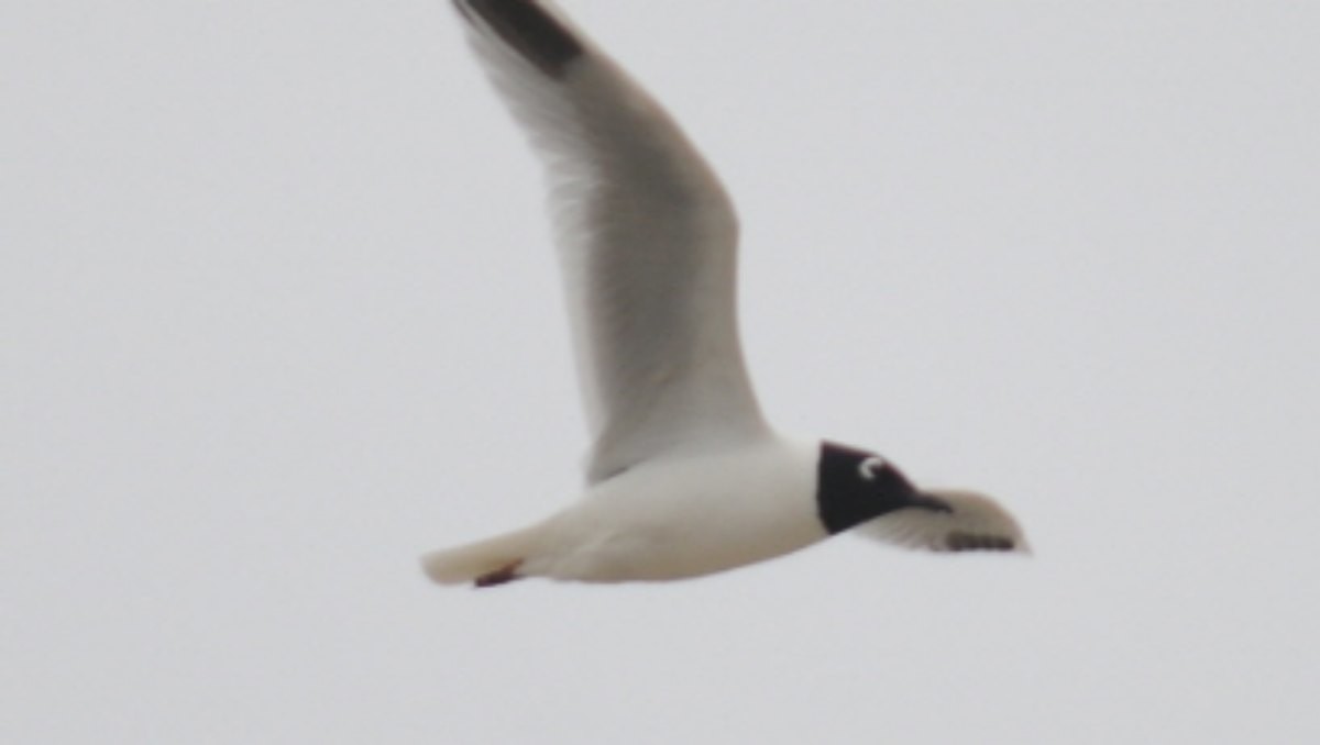 날고 있는 '검은머리갈매기'. / 국립생물자원관 제공