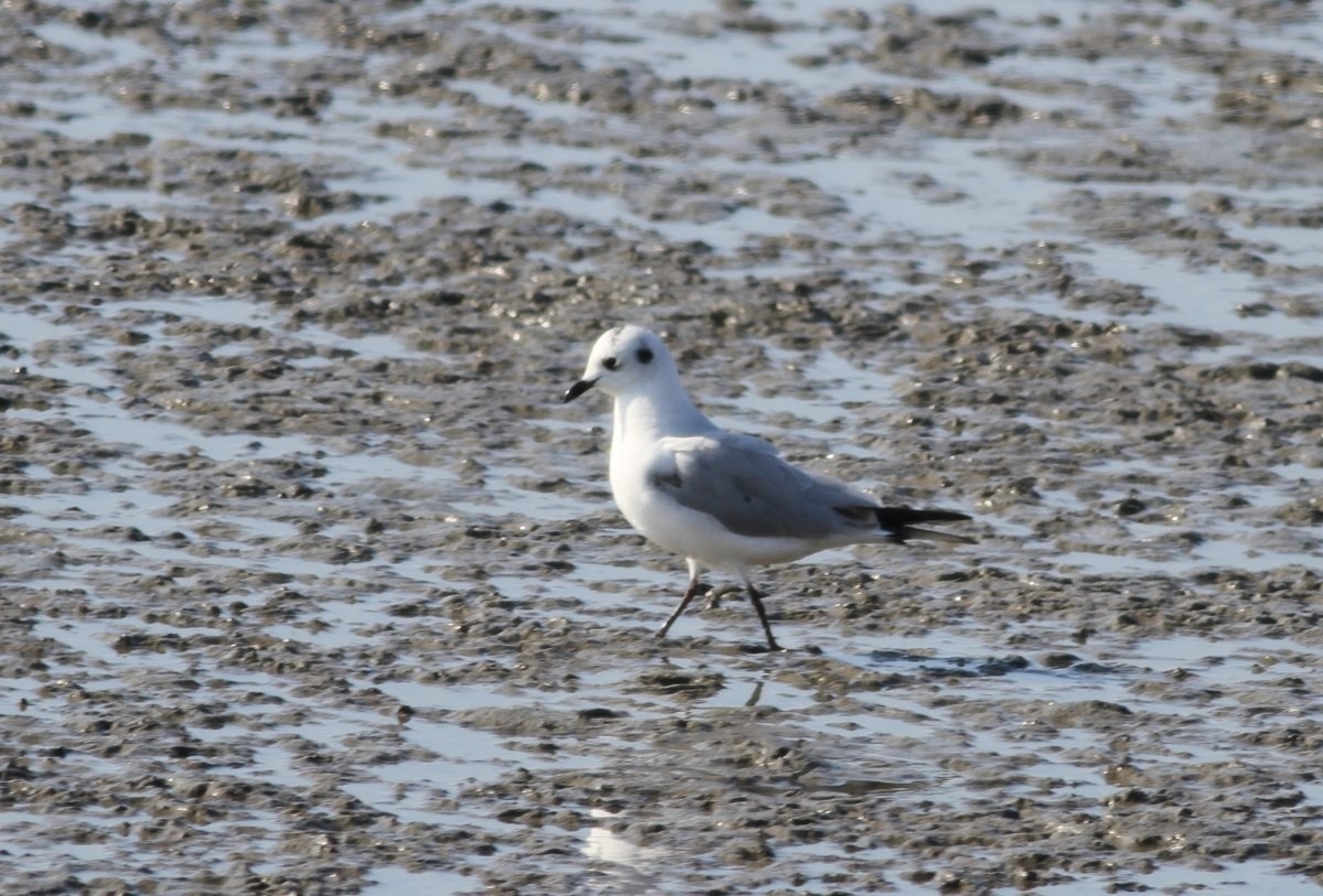 머리가 흰색으로 바뀐 '검은머리갈매기'. / 국립생물자원관 제공