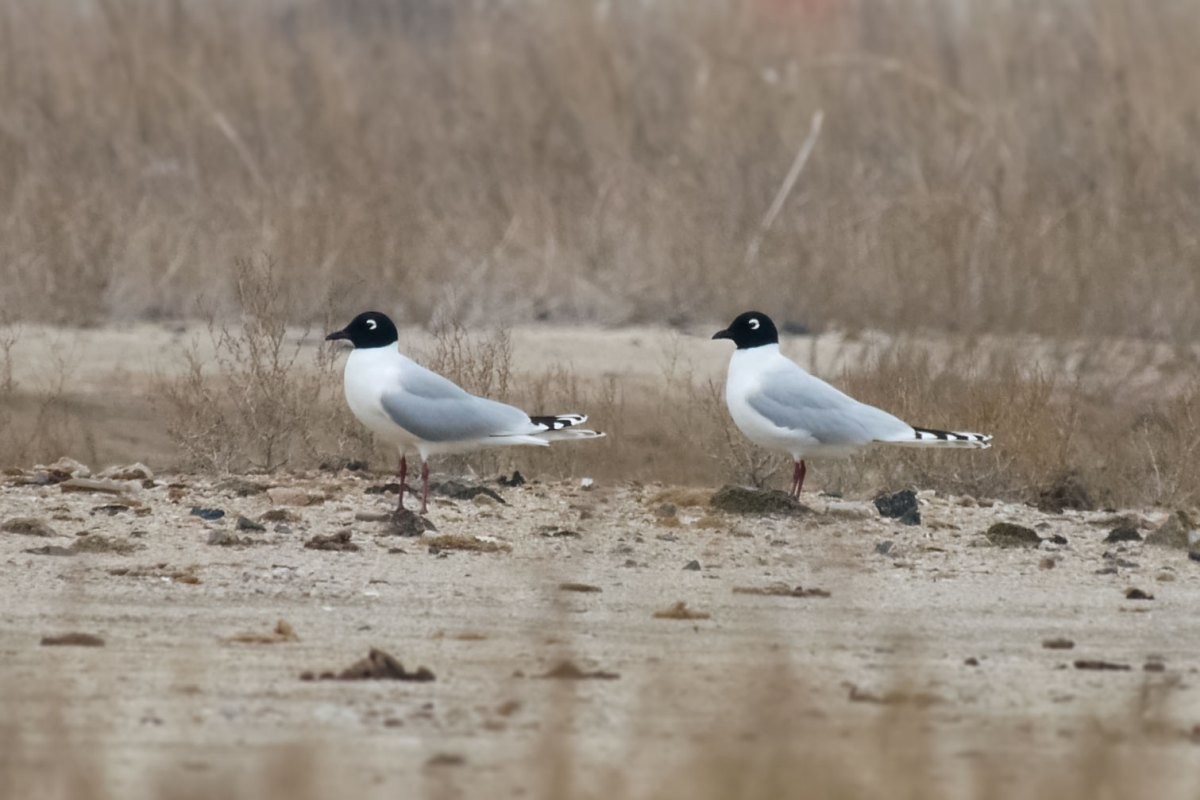두 마리의 '검은머리갈매기'. / 국립생물자원관 제공