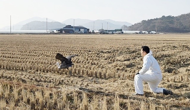 지난 4일 순천만 인근 농경지에서 위치추적기를 부착한 흑두루미를 방사하고 있다
