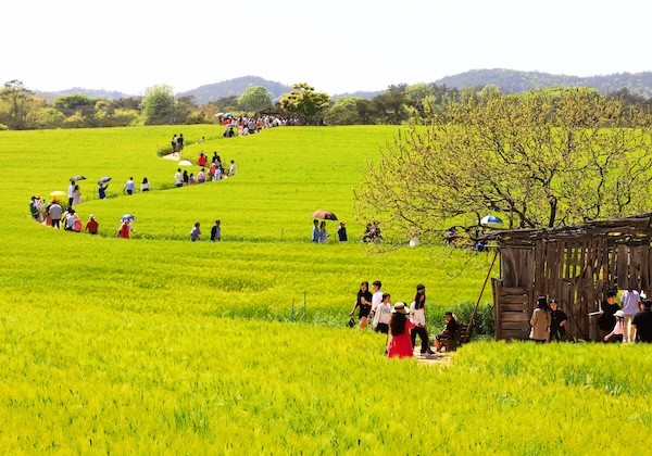 고창 청보리밭 축제 / 고창군