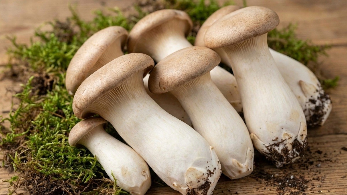 새송이 버섯 / 기사 내용을 바탕으로 제작한 AI 이미지