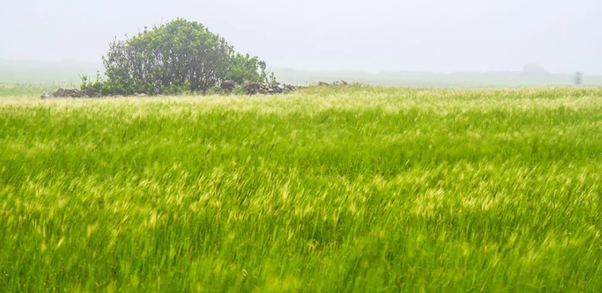가파도 청보리 / VISIT JEJU-제주관광공사 제공