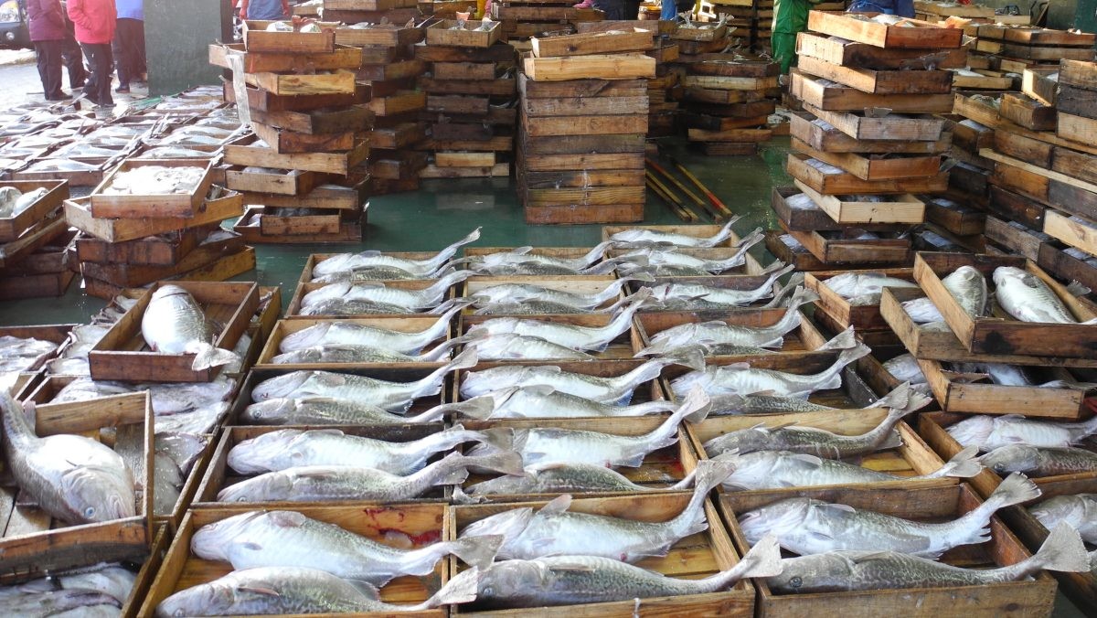 나란히 누워있는 대구들. / 거제시 제공-뉴스1