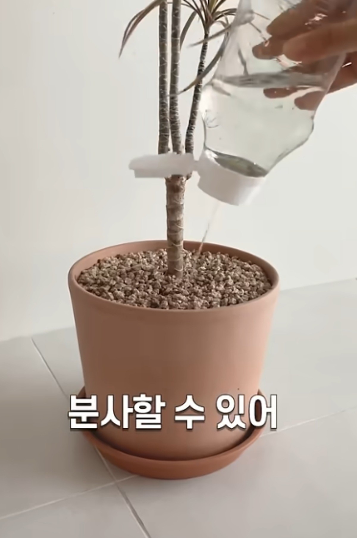 케첩통 활용해 화분에 물을 주는 모습 / 유튜브 '봄집사'