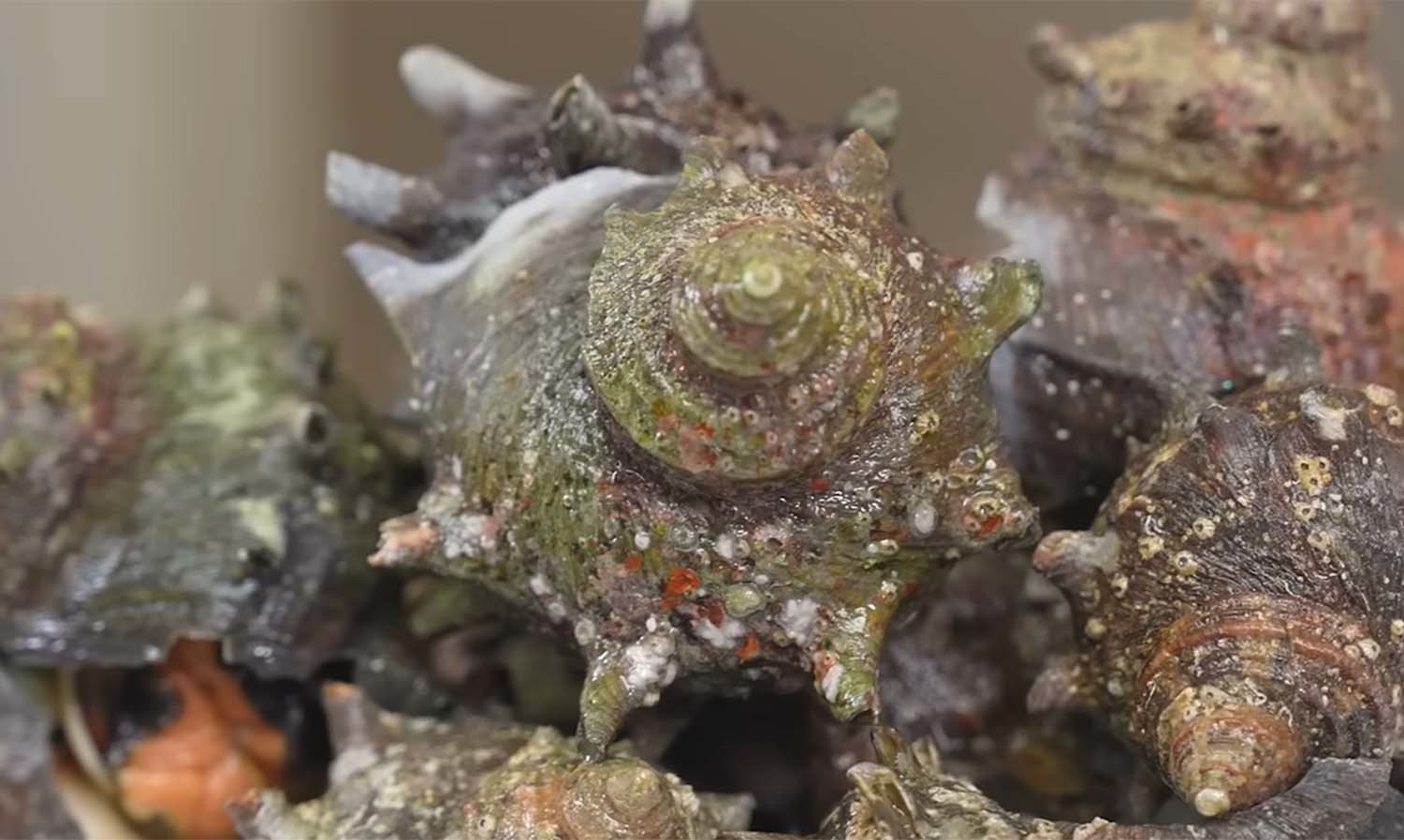 뿔소라 / '입질의추억TV'