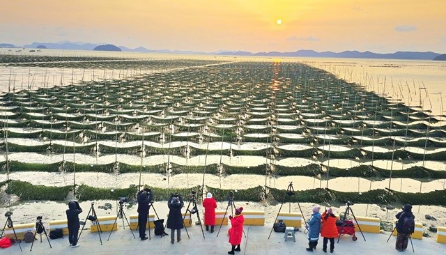 매생이 제철 맞은 전남 대덕읍 옹암마을, 전국 사진작가들의 ‘출사 성지’로 각광을 받고 있다. / 이하/엄길섭씨 제공