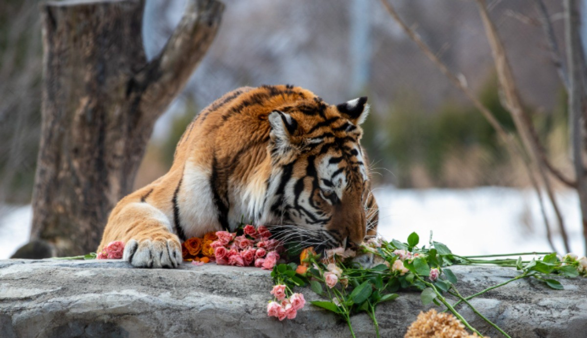 국립백두대간수목원 호랑이 '무궁' / 한국수목원정원관리원 공식 블로그