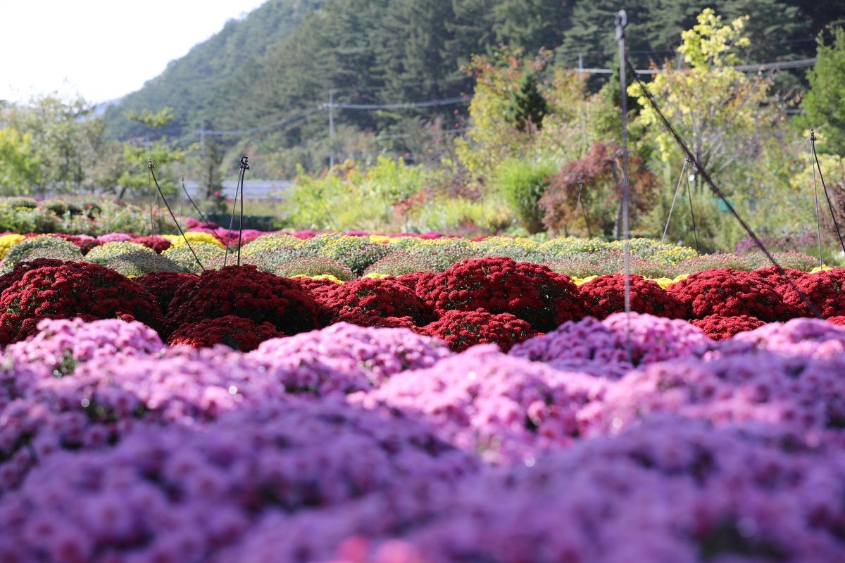 수목원 모습 / 국립백두대간수목원 공식 홈페이지