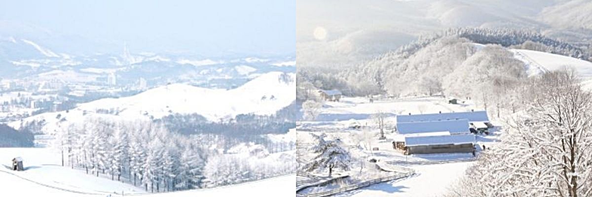 목장의 겨울 풍경 / 대관령양떼목장 홈페이지