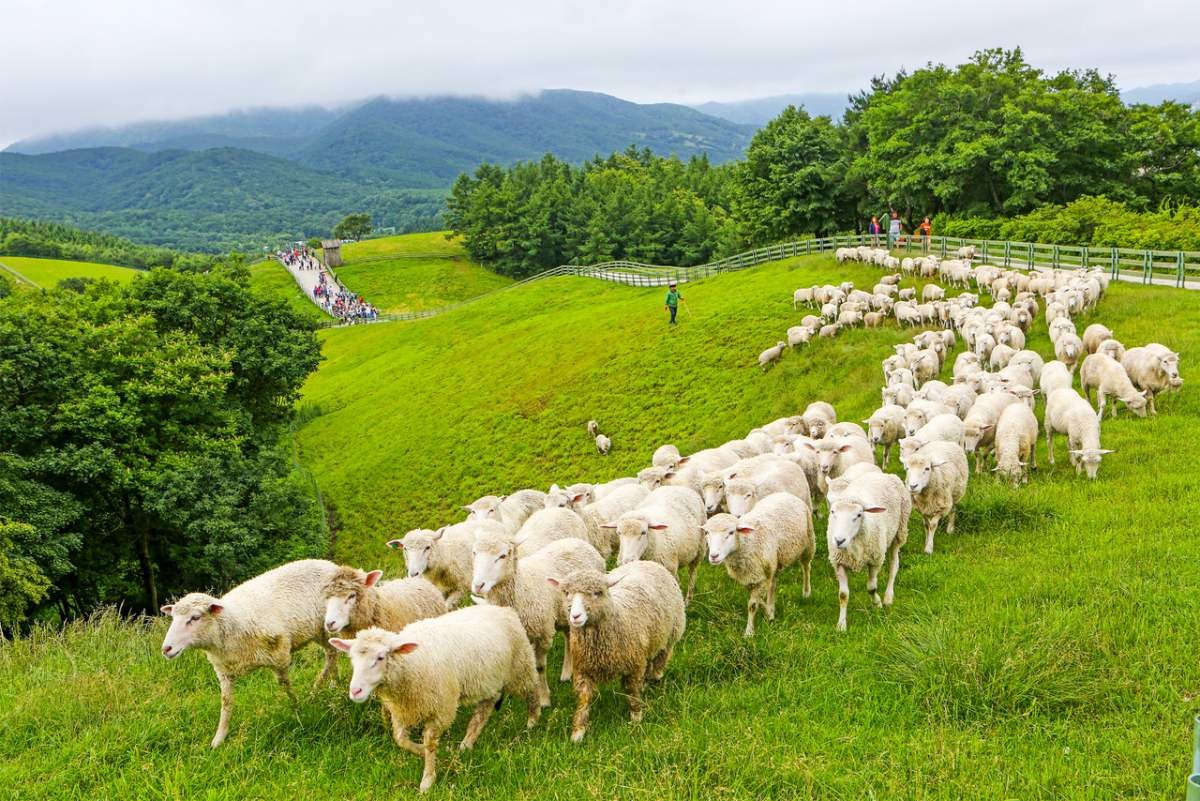목장의 양들 / 대관령양떼목장 홈페이지