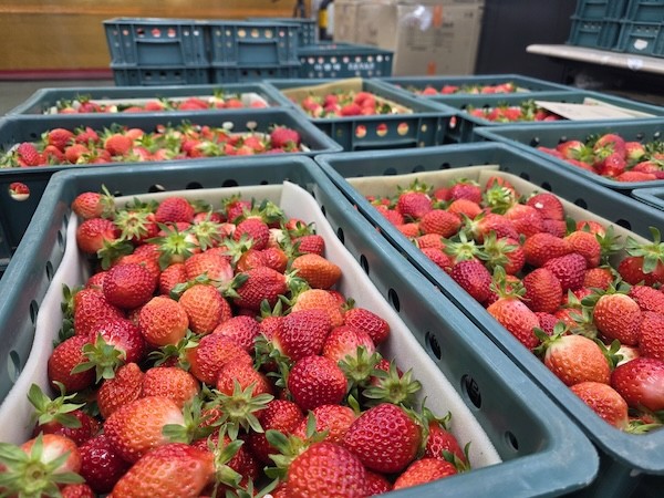 남원 설향딸기 수출 / 남원시