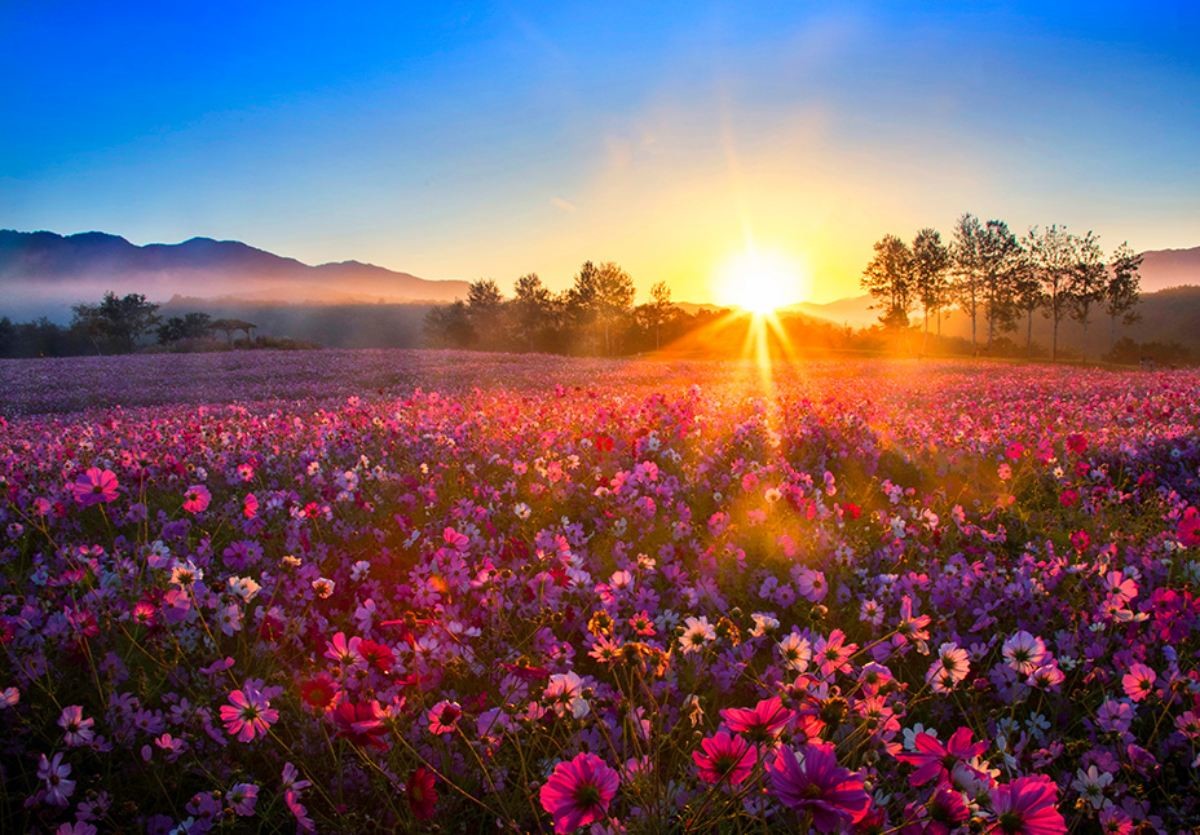 고석정 꽃밭 / 철원군 문화관광 홈페이지