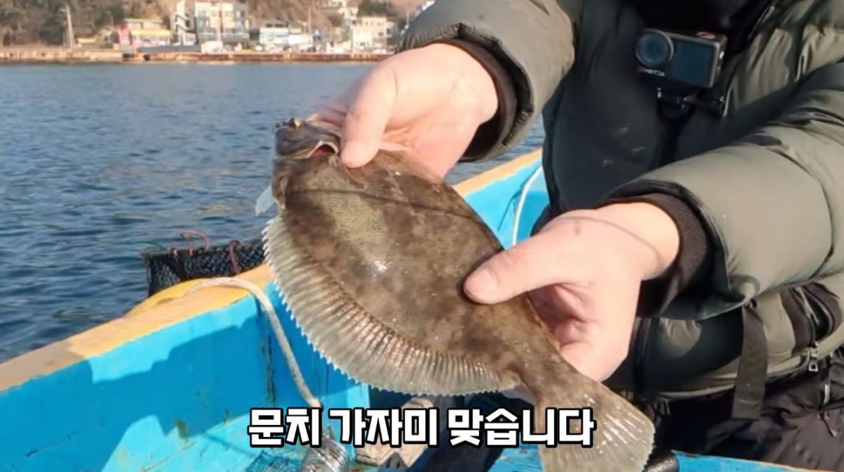 잡힌 도다리, '문치 가자미'로 판명났다. / 유튜브 '삐꾸TV pikku_tv'