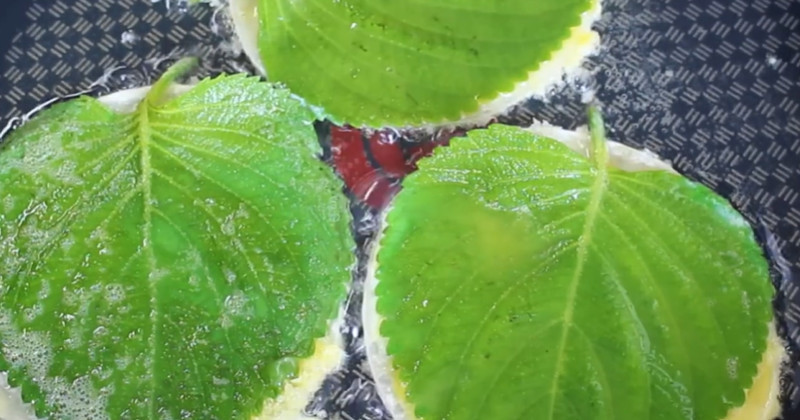 유튜브 '집밥 korean home cooking'