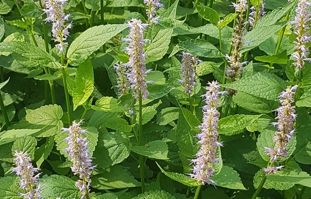 약용작물 배초향