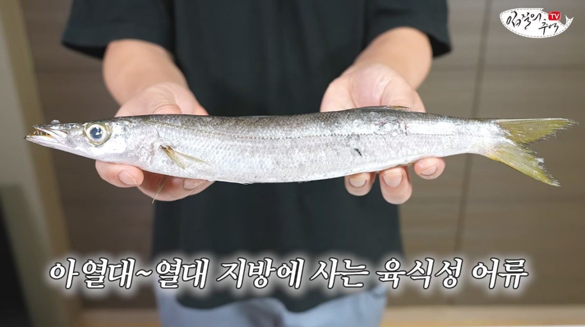 꼬치고기. / 유튜브 '입질의추억TV jiminTV'