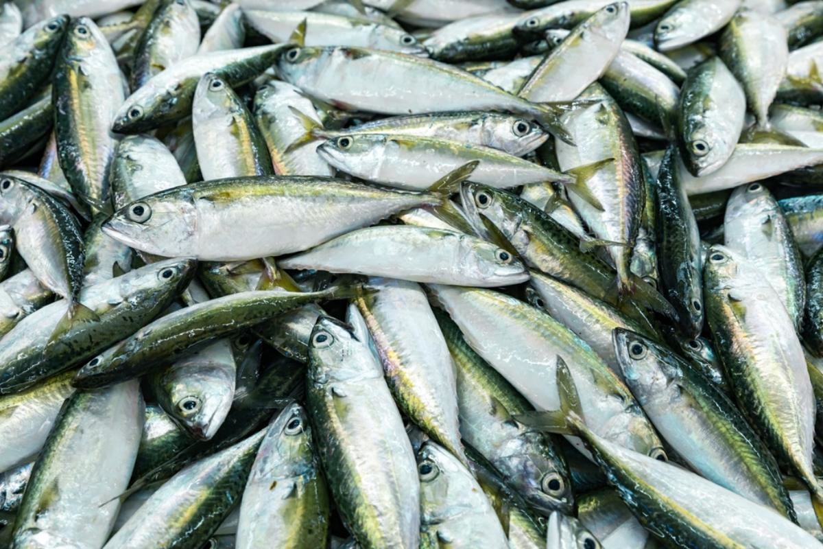 전갱이 / Curioso.Photography-shutterstock.com