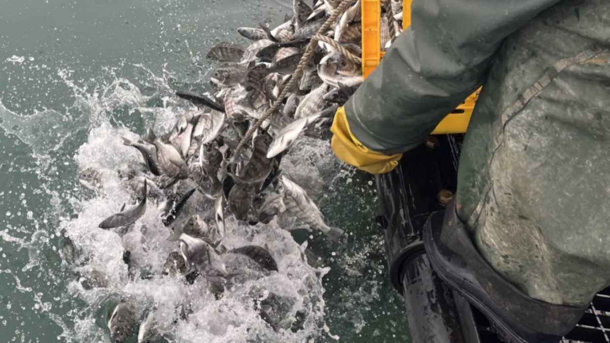 고흥군이 지난 10일 저수온으로 인한 양식어류 피해를 최소화하기 위해 득량만 해역 해상가두리 양식장 9개소에서 감성돔 52만 마리를 긴급 방류했다고 밝혔다. / 고흥군 제공