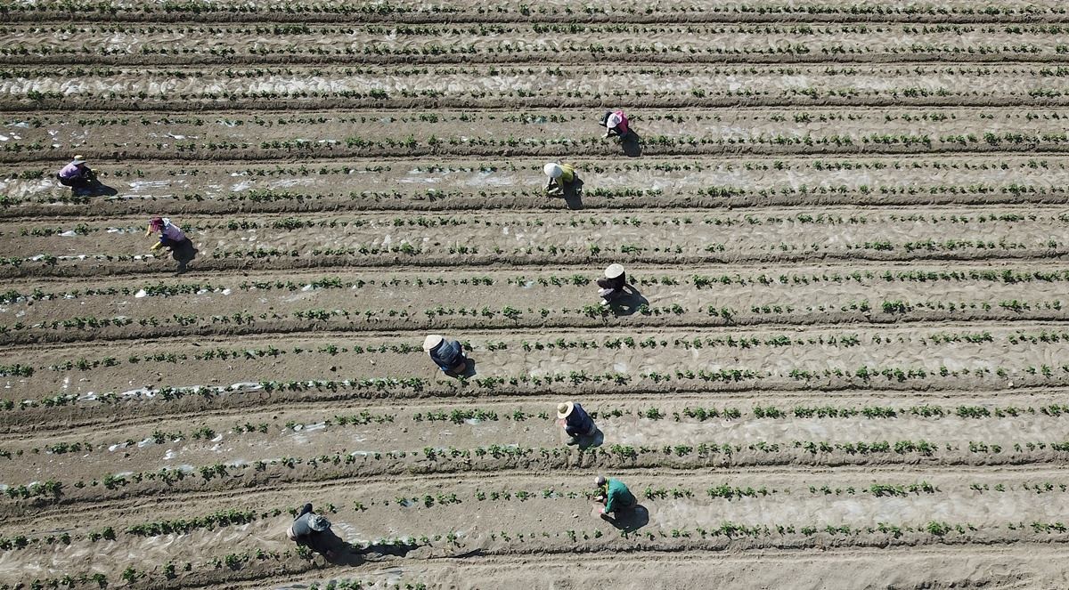 감자 심는 농촌 풍경 / 뉴스1