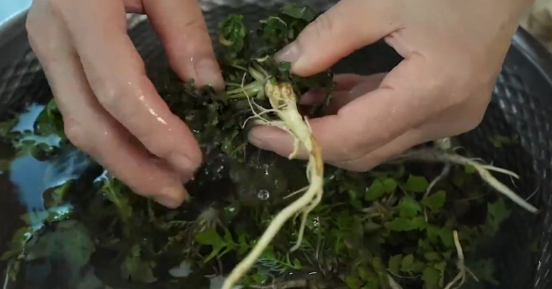 유튜브 '[윤이련]50년 요리비결'