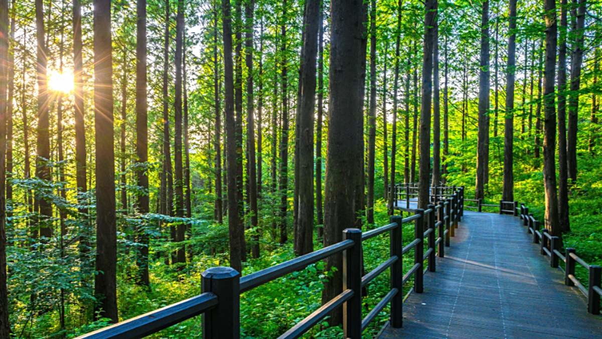 안산 자락길 / 서울다누림관광센터 공식 블로그