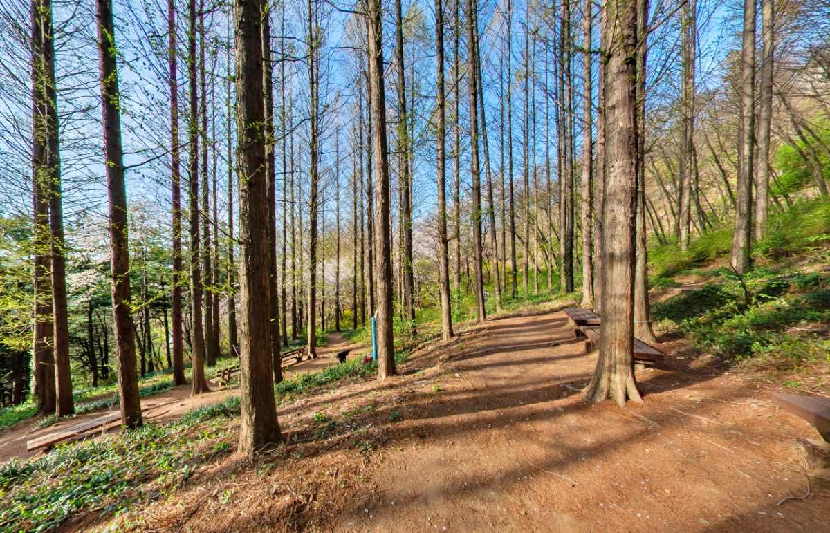 메타세콰이아숲 / 서대문구청 홈페이지