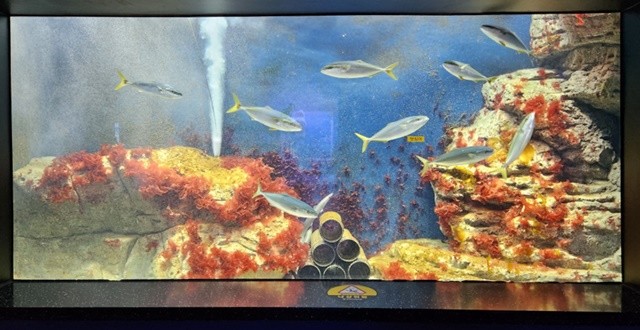 해양수산과학관 토산어종 전시- 잿방어