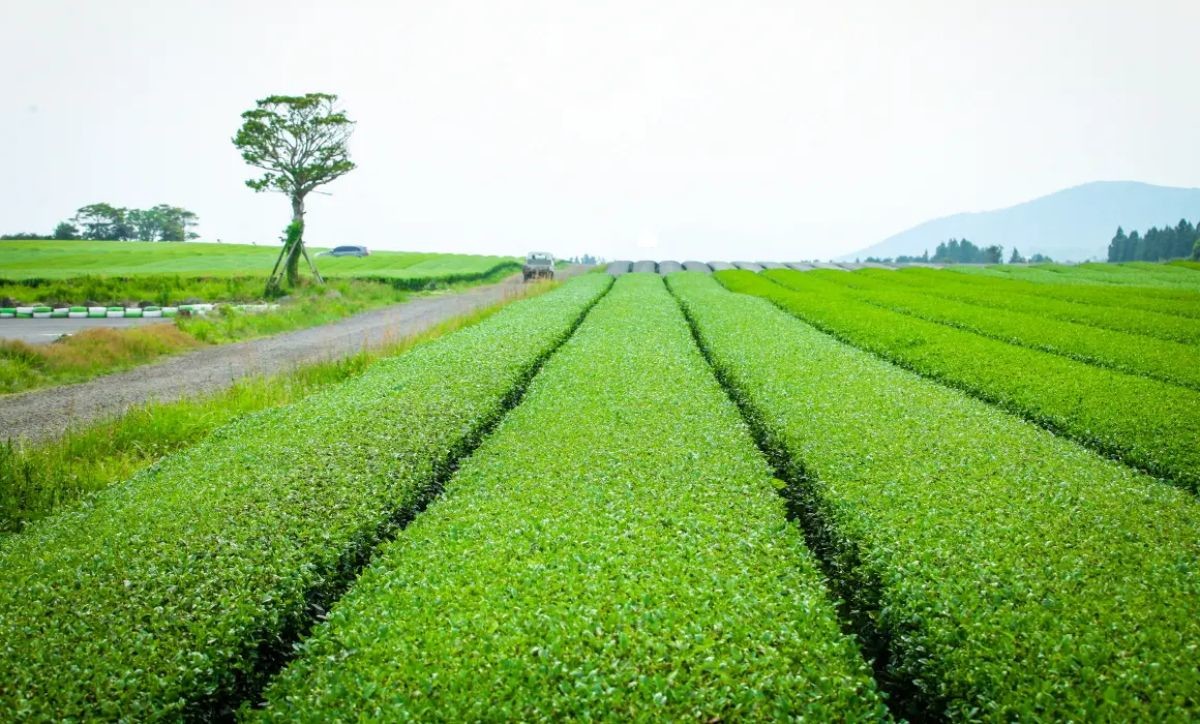 성읍녹차마을   / VISIT JEJU-제주관광공사 제공
