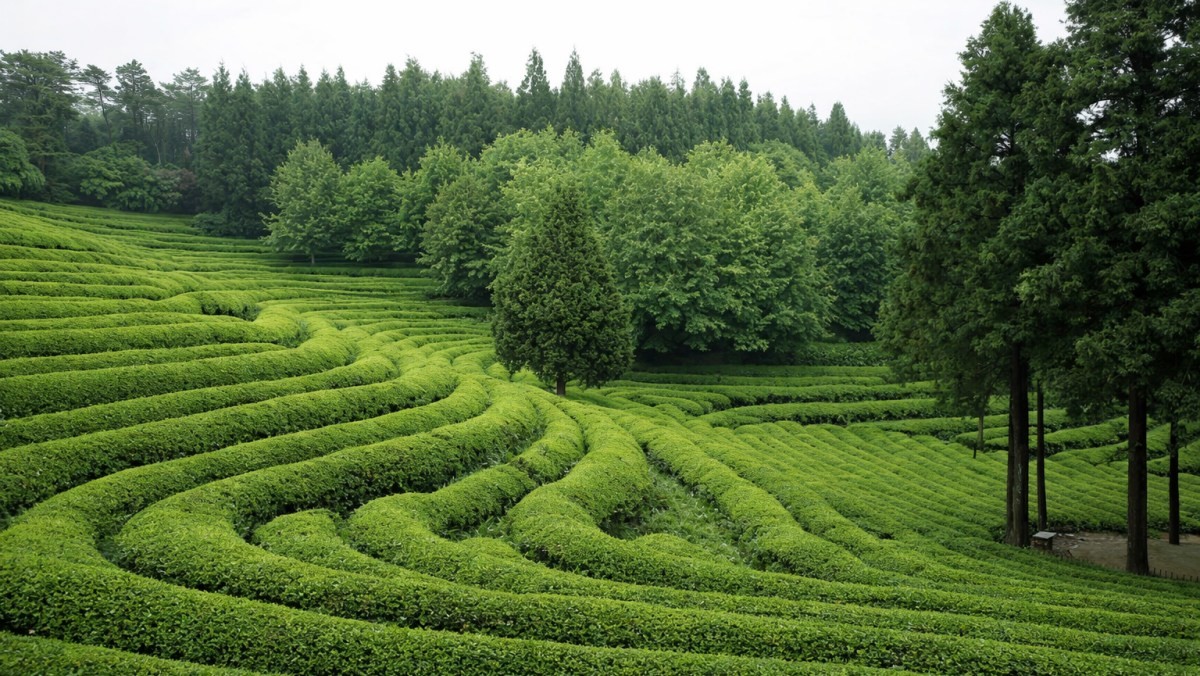 보성 대한다원. 기사 내용 토대로 AI툴 활용해 제작한 자료사진.