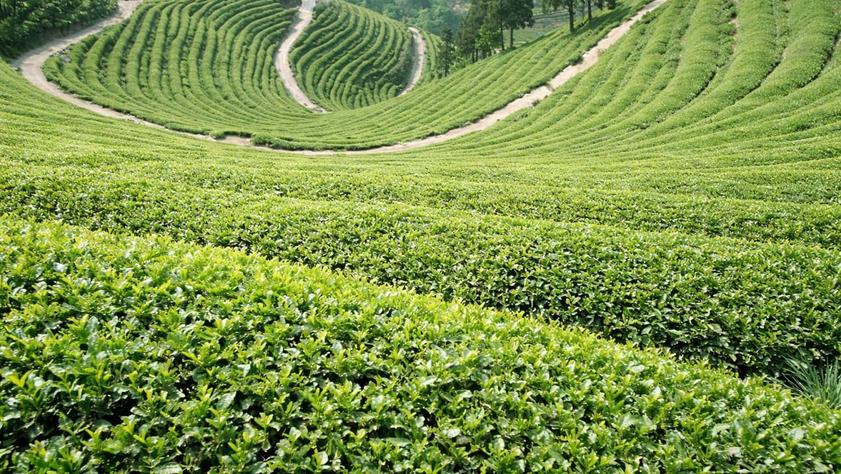 보성 대한다원. 기사 내용 토대로 AI툴 활용해 제작한 자료사진.