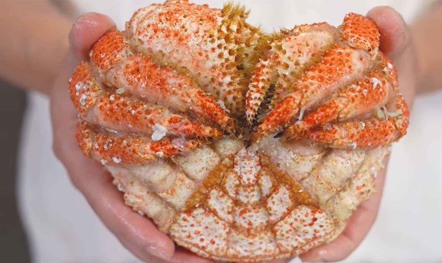 스노우크랩 / '입질의추억TV' 유튜브