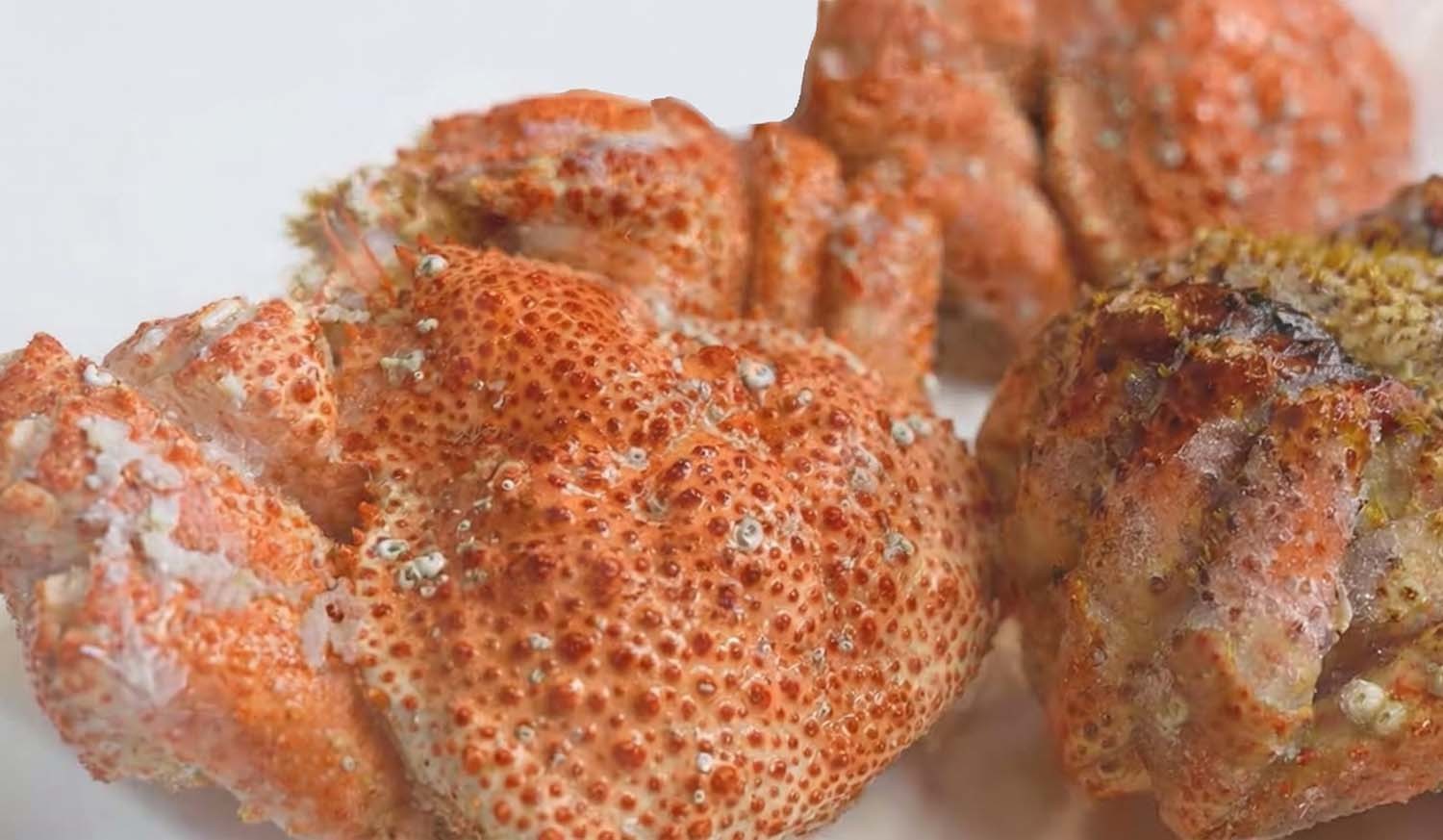 스노우크랩 / '입질의추억TV' 유튜브