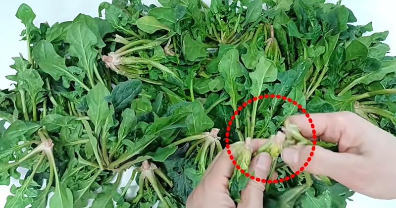 유튜브 '주부나라'