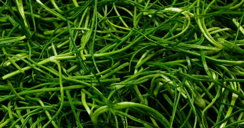 유튜브 '팔숙이 palsook'