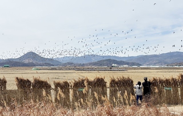 설 연휴 기간 순천만습지를 찾은 관람객들이 탐조길에서 겨울철 손님인 흑두루미를 관찰하고 있다