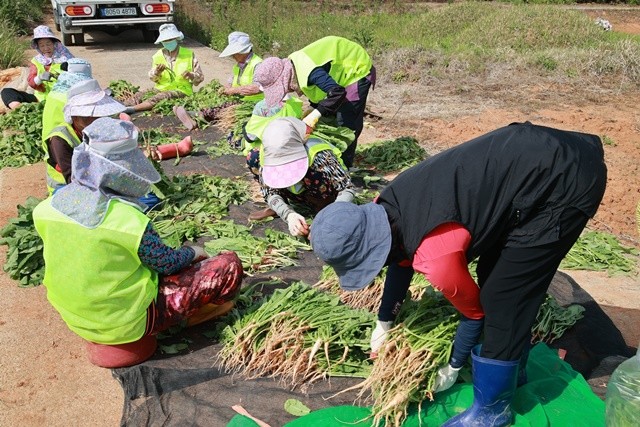 노인일자리-로컬푸드안심팜