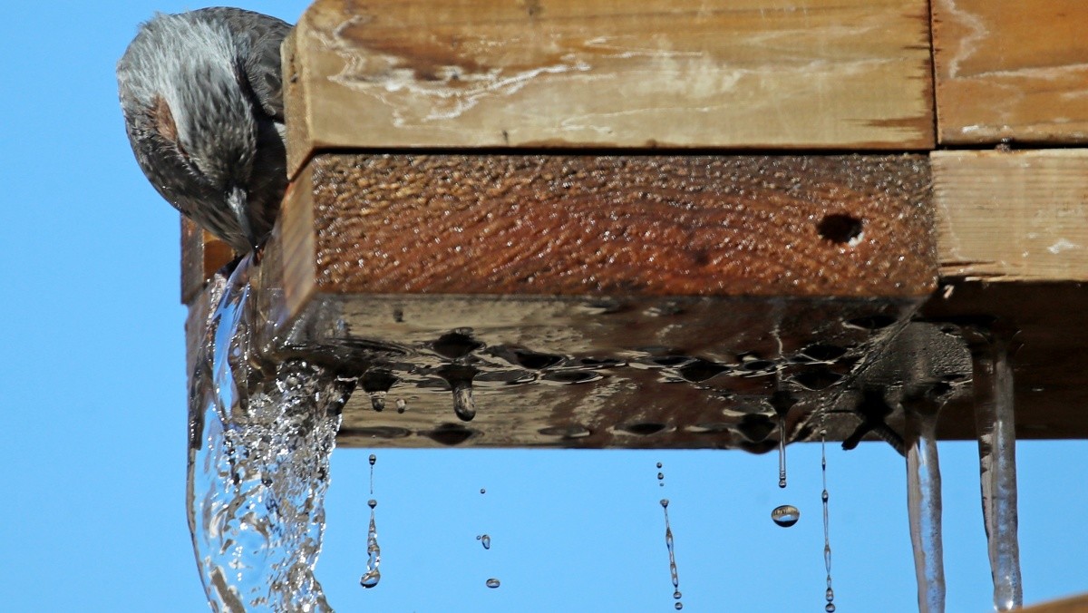 녹아가는 고드름. 기사의 이해를 돕기 위한 사진 / 뉴스1