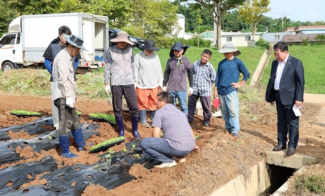 귀농인 배추 모종심기 실습 교육 현장