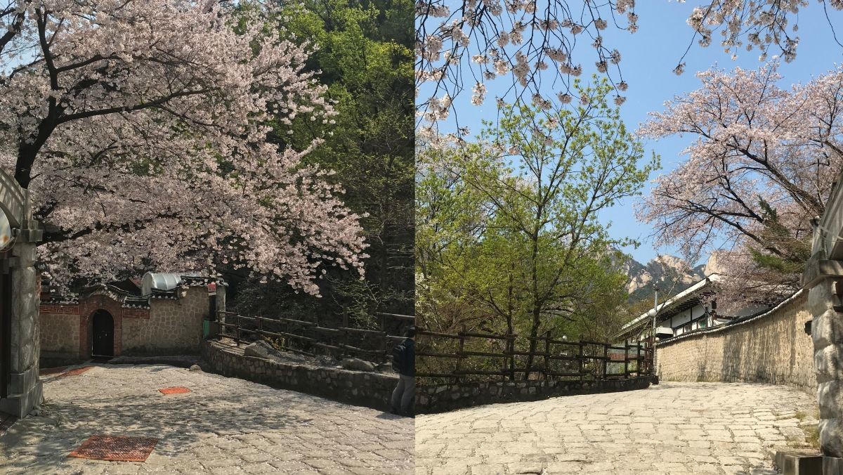 벚꽃 핀 선운각 주변 / 위키트리 정혁진 기자