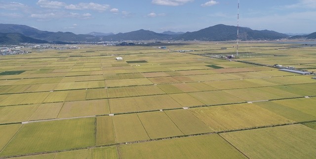 보성군 득량만 간척지 전경