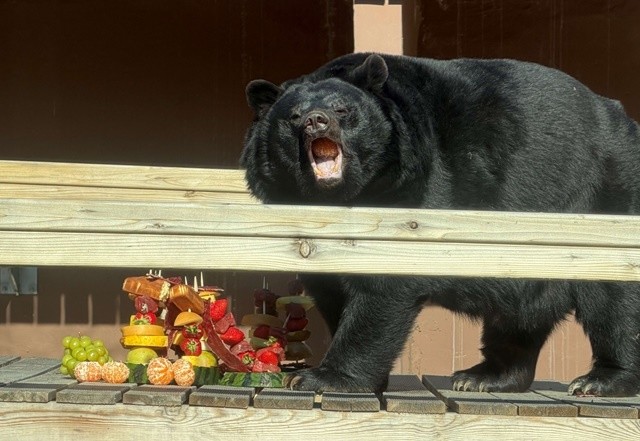 반달가슴곰 소고기과일꼬치